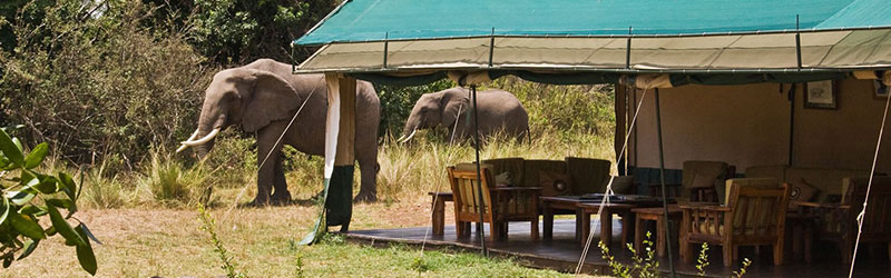 4-days-L.nakuru-Masai-mara-camping-safari