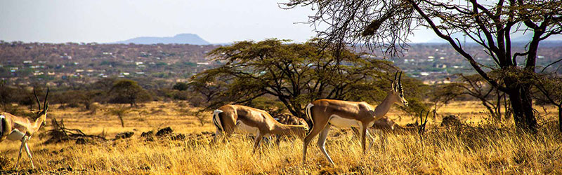 5-days-samburu-great-rift-camping-safaris