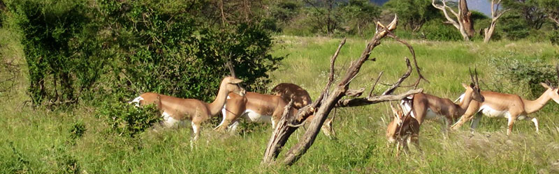 Antelopes