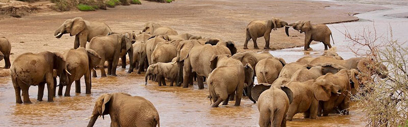 Elephants-on-River-Ewaso-nyiro