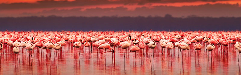 Flamingoes