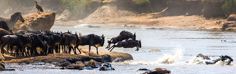 Mara-Wildbeests
