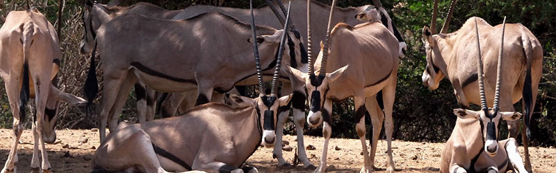 Samburu-Lodge-Safari