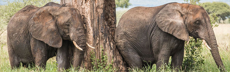 Tarangire-elephants