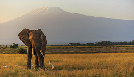 amboseli